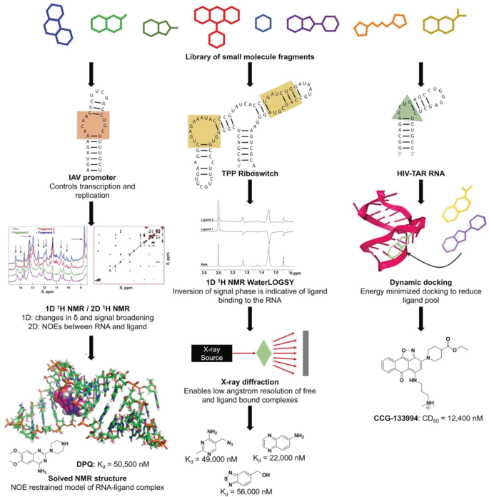 Targeting RNA with Small Molecules: Fundamental Principles | SpringerLink