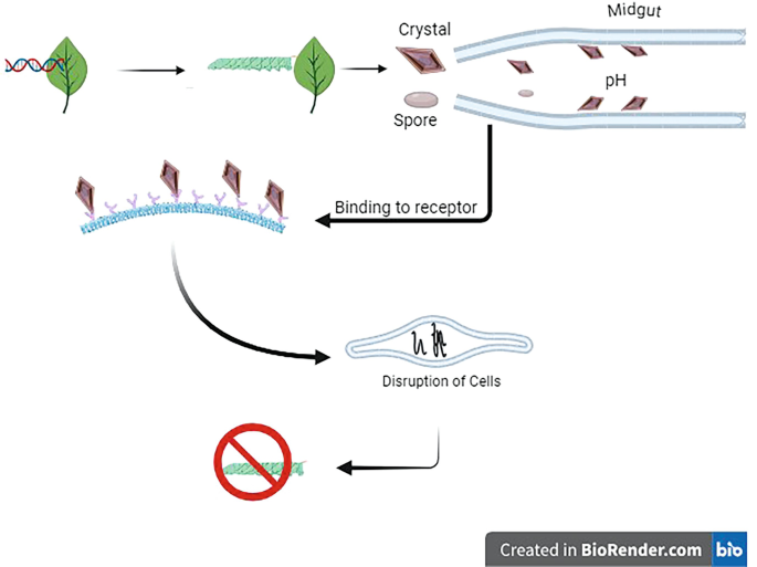 Bioformulation of Biopesticides for Increased Bioactivities | Springer ...