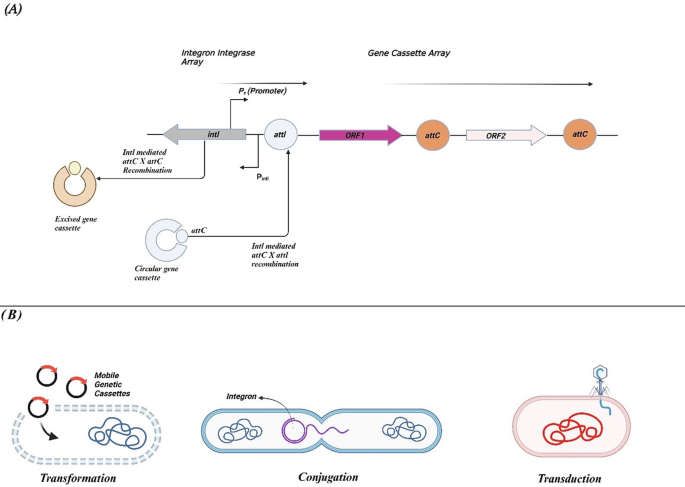 Investigating Integron as the Principal Factor of Antibiotic Resistance ...