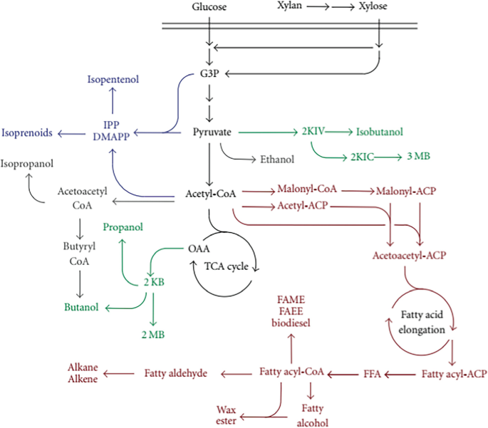 Fourth-Generation Biofuels: Genetic Engineering for Sustainable Energy ...