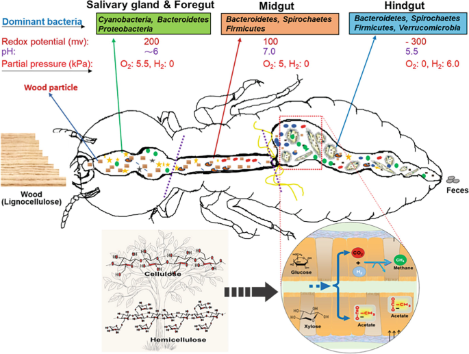 Termite Core System Termite-Based Biorefinery as an Innovative Model for Biohydrogen and ...
