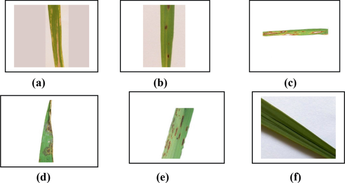 Helthy Rice Leaf Enhancing Rice Leaf Disease Detection Using CMR-Based Augmentation with ...
