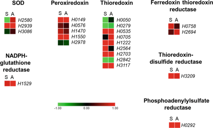 Physiological Regulation Under Salt Stress Conditions in Cyanobacteria | Springer Nature Link Physiological Regulation Under Salt Stress Conditions in Cyanobacteria | Springer Nature Link