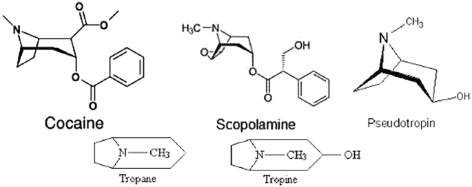 Tropane Tropane Alkaloids: Biosimilar and Biopharmaceutics | SpringerLink