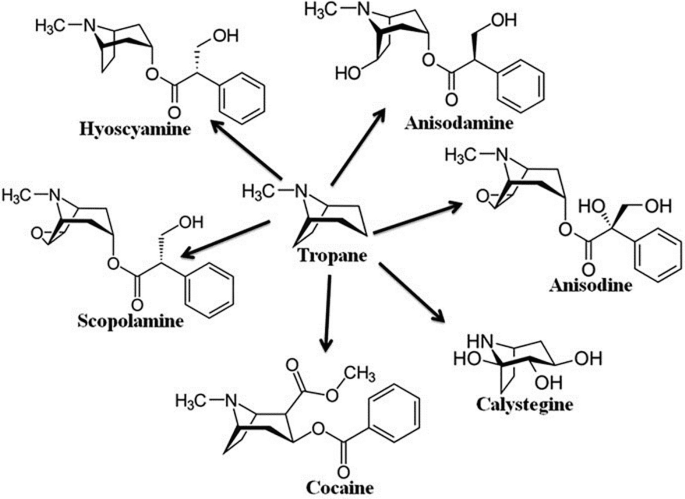 Tropane Tropane Alkaloids: Biosimilar and Biopharmaceutics | SpringerLink