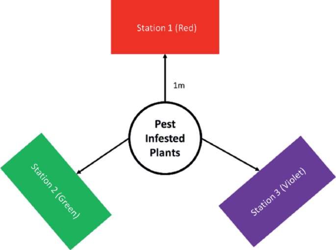 Flowchart Pest Control IoT-Powered Pest Management System for Tomato Plants: Effects of ...