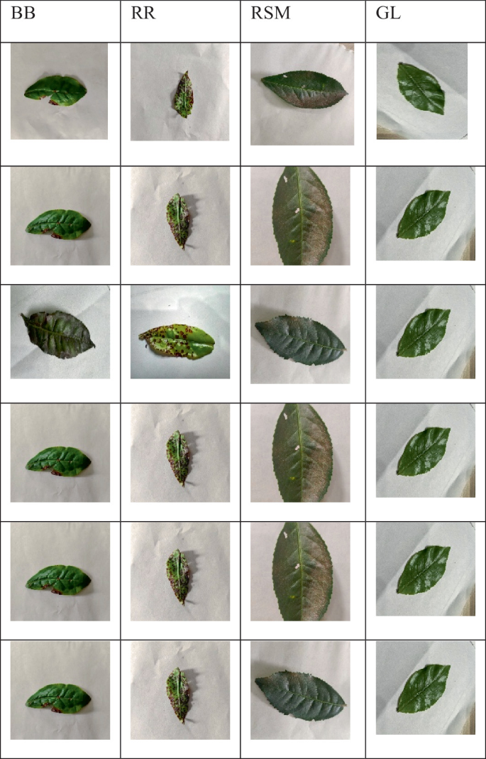 Leaf Preprocessing Proposed Image Pre-processing Techniques for Enhanced Disease Detection ...