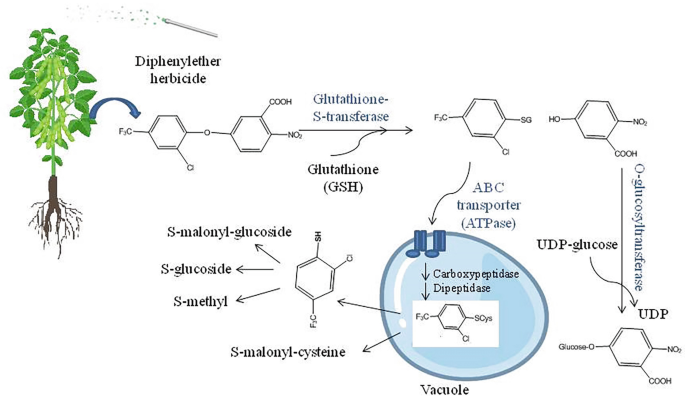 Mechanistic Understanding of Xenobiotic Detoxification by Plants | Springer Nature Link Mechanistic Understanding of Xenobiotic Detoxification by Plants | Springer Nature Link