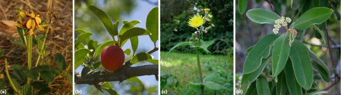 Medicinal Plants Used for Managing Erectile Dysfunction in Africa |  Springer Nature Link