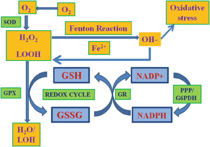 Antioxidants and Their Physiological Role in Free Radical Scavenging