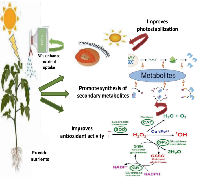 glutathione sepharose beads ge healthcare PDF) Characterization of antioxidant activity of extract from Artemisia  vulgaris main image 0