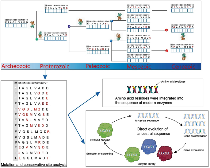 Tools for Mining, Expression, and Modification of Marine Polysaccharide ...