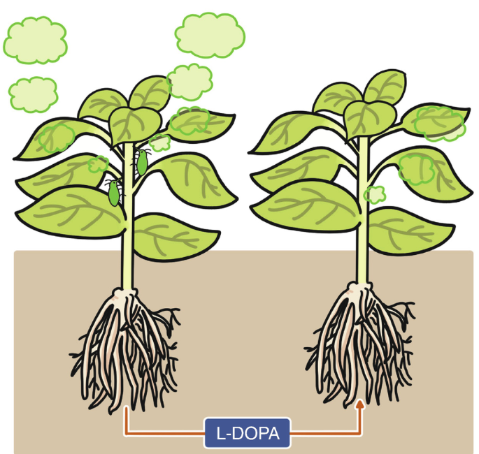 Rotsspringer Insect The Relationship Between Plants and Insects | SpringerLink