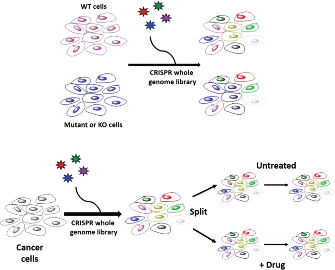 An illustration of the process of using C R I S P R whole genome library on W T cells, Mutant or K O cells, and Cancer cells, and exhibiting the outcomes with and without drug treatment.