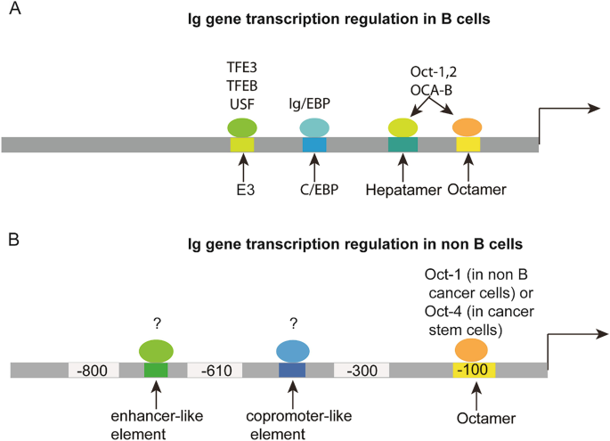 The Gene Rearrangement and Transcriptional Regulation of Non B Cell ...