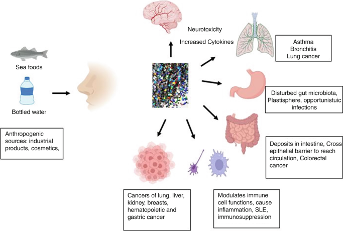 An illustrative semi-circle spoke diagram lists the effects of microplastics on distinct organs. Some of them include neurotoxicity, asthma, lung cancer, disturbed gut microbiota, and deposits in the intestine.