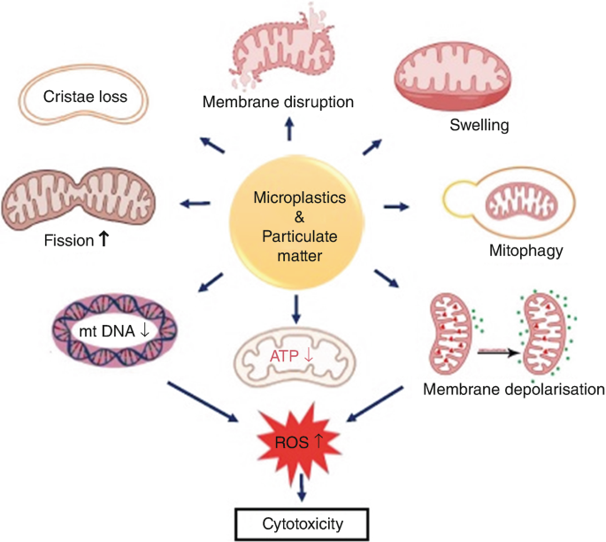 An illustrative spoke diagram lists the impact of microplastic and particulate matter. Clockwise, some of them include membrane disruption, swelling, mitophagy, and membrane depolarization. Low levels of mitochondrial D N A and membrane depolarization induce cytotoxicity.