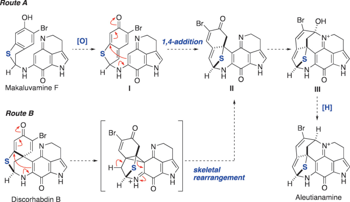 2 biosynthetic routes. Route A. Makaluvamine F reacts to yield compound 1, which further reacts to form compound 2. Route B. Discorhabdin B reacts to yield the intermediate compound, which further undergoes skeletal rearrangement to form compound 2. Compound 2 reacts to form aleutianamine.