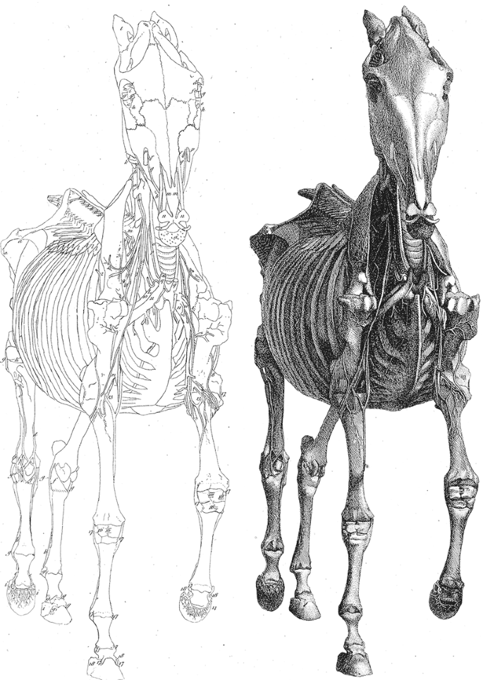 2 sketches depict the outline of the horse's bone structure.