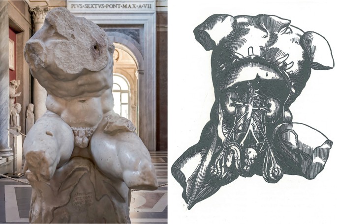 2 parts. A photo of an ancient sculpture on the left depicts a human torso without a head and arms. An anatomical sketch on the right has a detailed view of human organs, bones, and muscles.