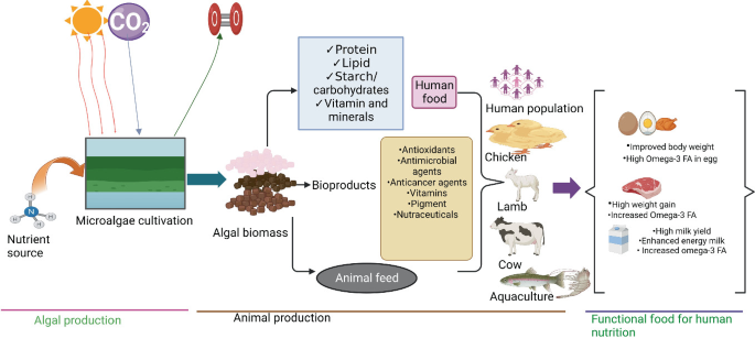 Food and Feed Preparation Using Algae Biology Diagrams