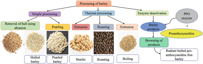 Barley | SpringerLink