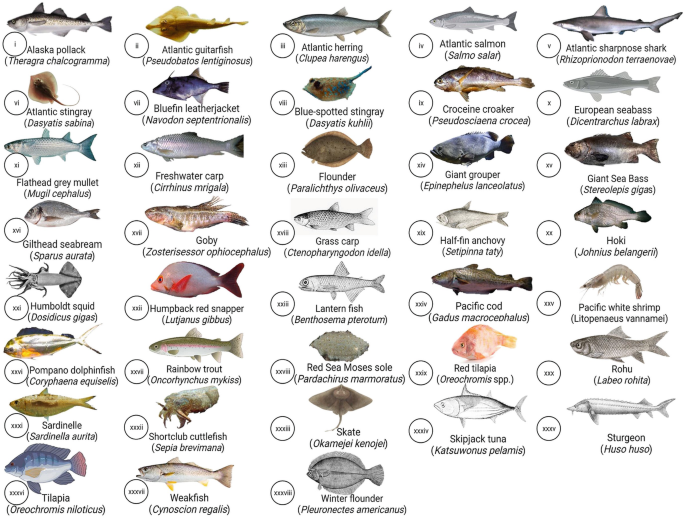 Is Rohu Fish Good for Uric Acid? Benefits and Risks Explained