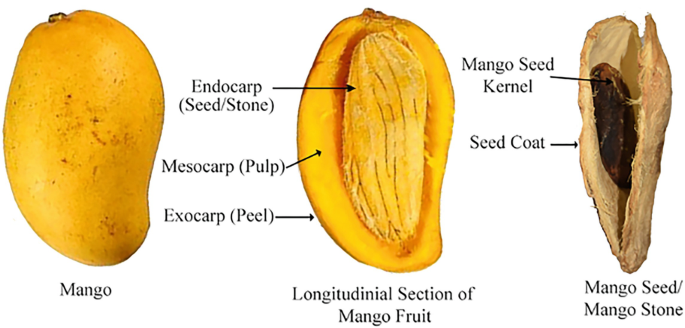 Mango Reproductive System Role of Mango and Guava Seed and Their Secondary Metabolites in the ...