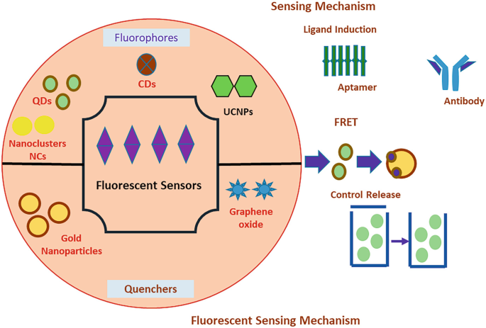 FRET-Based Tools for Detection and Real-Time Quantification of Vitamins ...