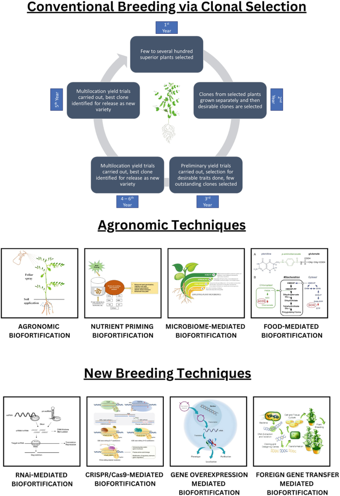 Biofortification of Legumes: Enhancing Protein and Micronutrient ...