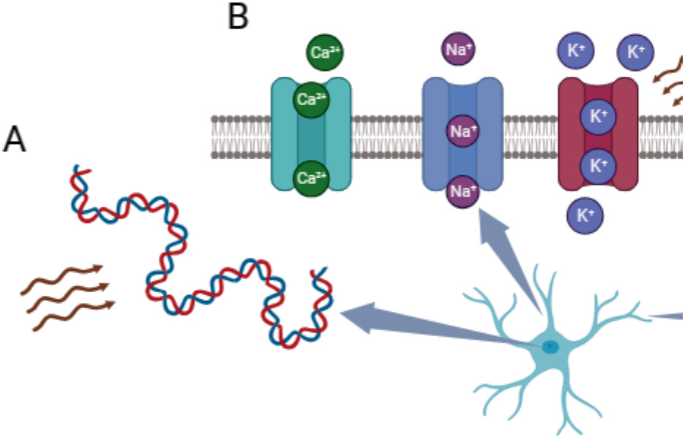 Terahertz Modulation on Biomolecules | SpringerLink