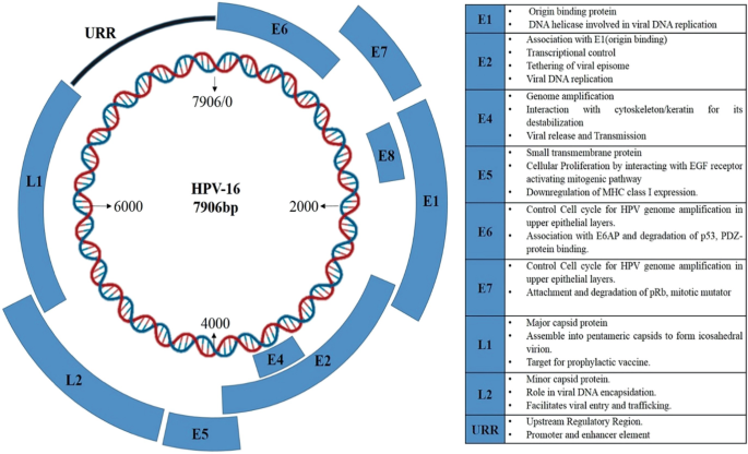 Genetic Insight of Oncogenic Potential of Human Papilloma Virus | SpringerLink genetic-insight-of-oncogenic-potential-of-human-papilloma-virus-springerlink