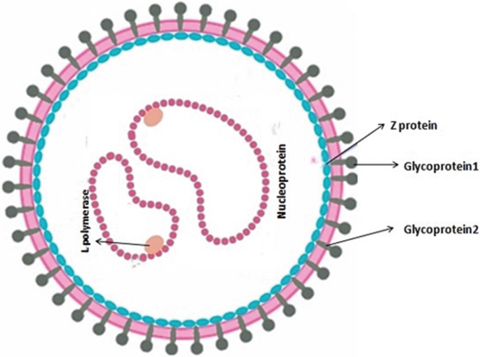 Lymphocytic Choriomeningitis Virus (LCMV): Agent for Neurological ...