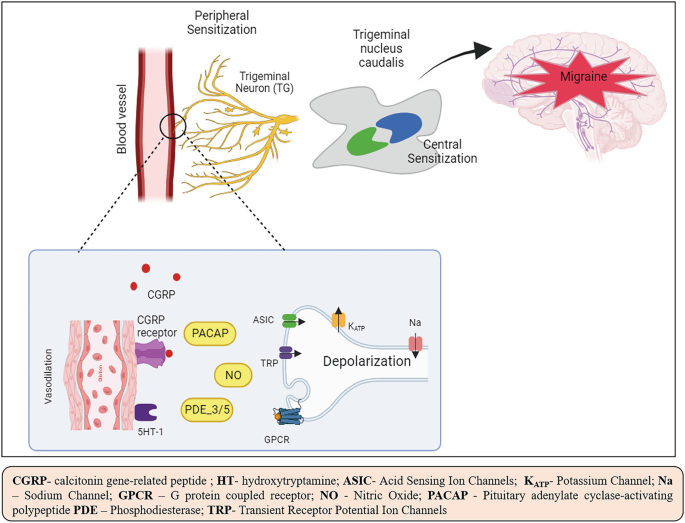 Novel Treatment Approaches for the Management of Migraine Pain SpringerLink