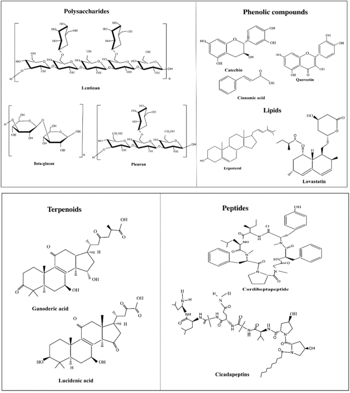 Mushroom Bioactives Traditional Resources with Nutraceutical