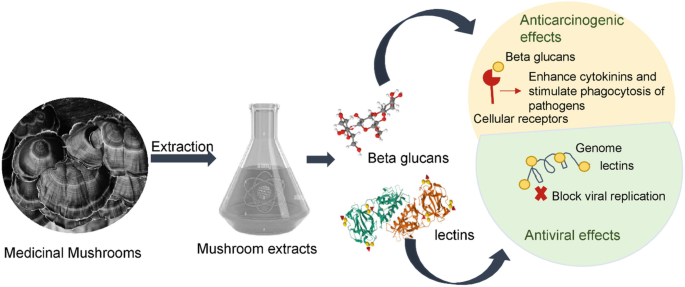 Mushroom Bioactives: Traditional Resources with Nutraceutical ...