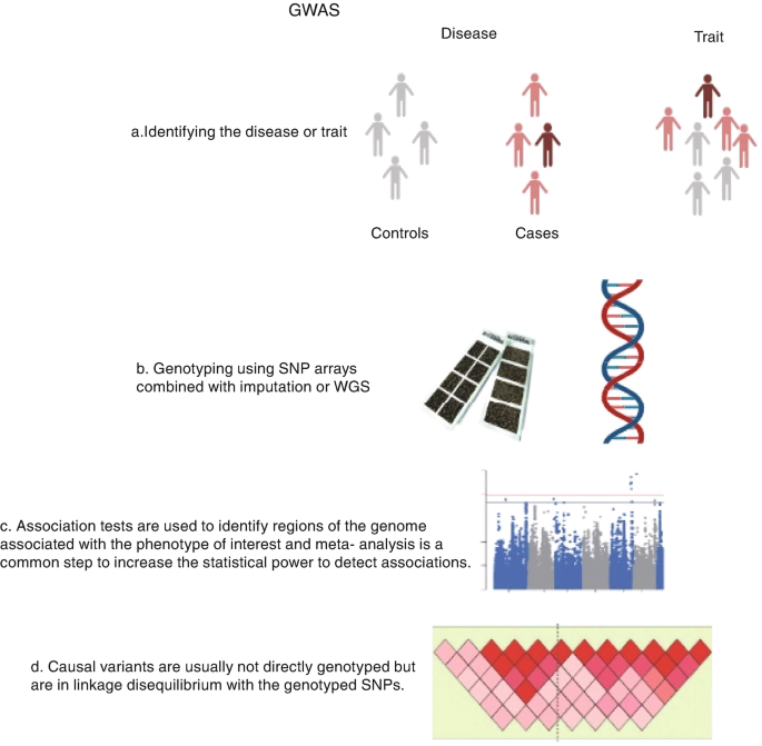 Gwas Science Human Genomics Technology | SpringerLink
