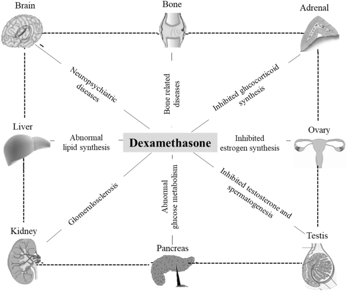 Developmental Toxicity of Dexamethasone and Related Fetal-Originated ...