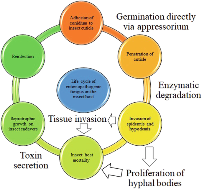 Metabolites, Enzymes, and Toxins in Entomopathogenic Fungi | SpringerLink