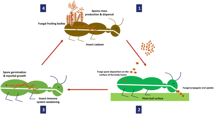 Endophytic Entomopathogenic Fungi: Biology and Applications | Springer ...