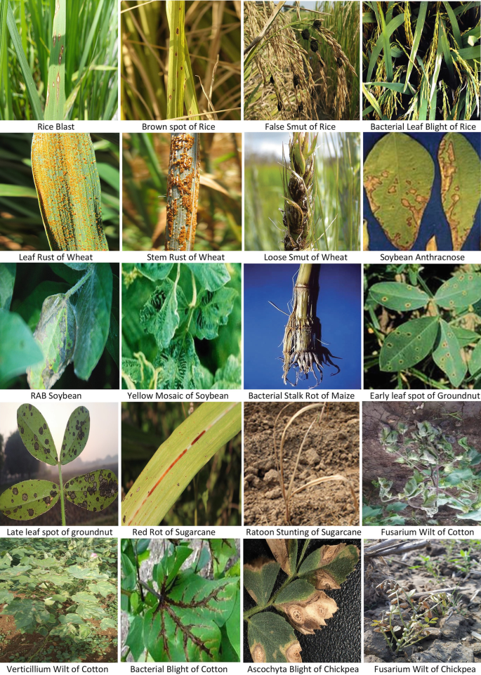 Nanoparticle-Based Strategies to Enhance Plant Disease Protection ...