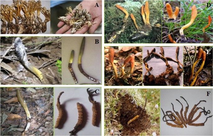 Diversity, Traditional Knowledge, and Historical Perspectives on Wild Cordyceps | Springer Nature Link