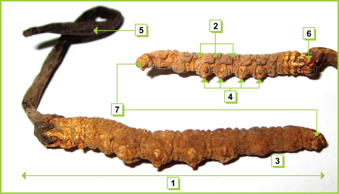 Diversity, Traditional Knowledge, and Historical Perspectives on Wild Cordyceps | Springer Nature Link