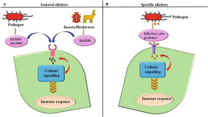 Effector Mediated Defense Mechanisms in Plants against Phytopathogens ...