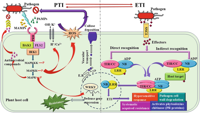 Effector Mediated Defense Mechanisms in Plants against Phytopathogens ...