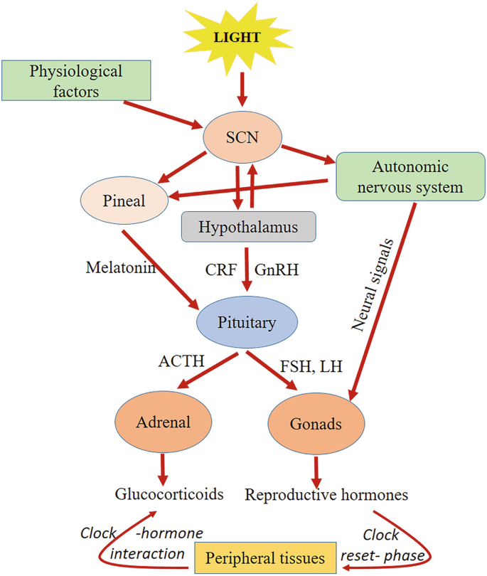 Introduction to Circadian Rhythms | SpringerLink