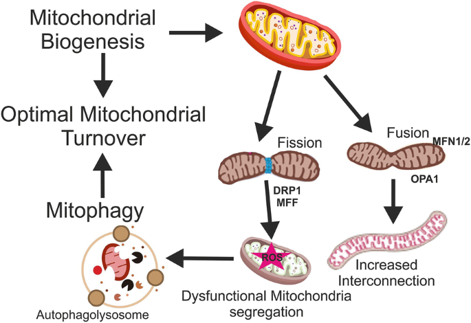 Circadian Control of Mitochondrial Dynamics and Its Implication in ...