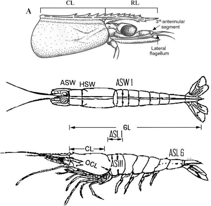 Advances in Population Genetics and Aquaculture of Penaeid Shrimp ...