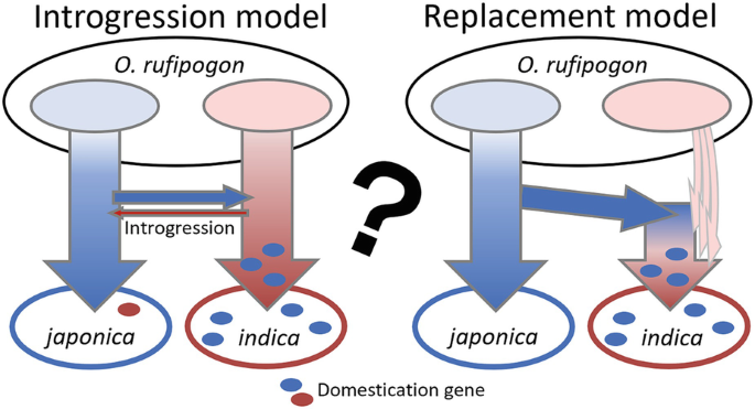 Genomic Studies on the Origin, Hybridization and Dispersal of Asian ...