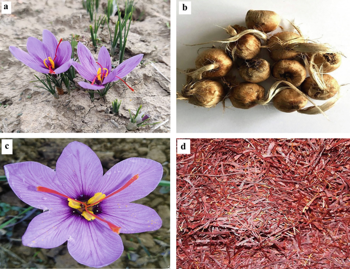 Medicinal and Nutritional Importance of Crocus sativus L. in Human